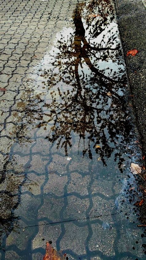 Reflections Of A Tree On Water Architecture Photography Landscape