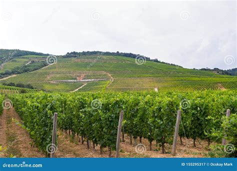 Vineyard in Tokaj, Hungary stock image. Image of grow - 155295317