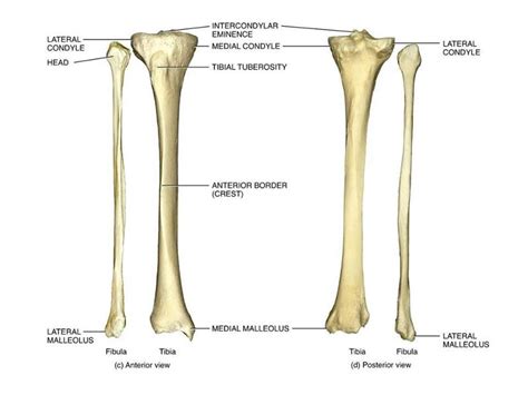 Image Tibia And Fibula