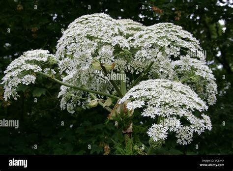 Giant Hogweed Heracleum Mantegazzianum Flower Stockfotos Und Bilder