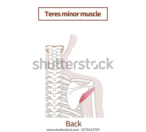 Illustration Anatomy Teres Minor Muscle Rotator Stock Vector (Royalty ...