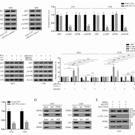 Mir 451a Inhibits Aktmtor Signaling Pathway Via Pdpk1 Induced