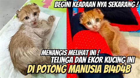 SEPERTI INI KONDISI KUCING YANG TELINGA DAN EKORNYA DI POTONG CAT