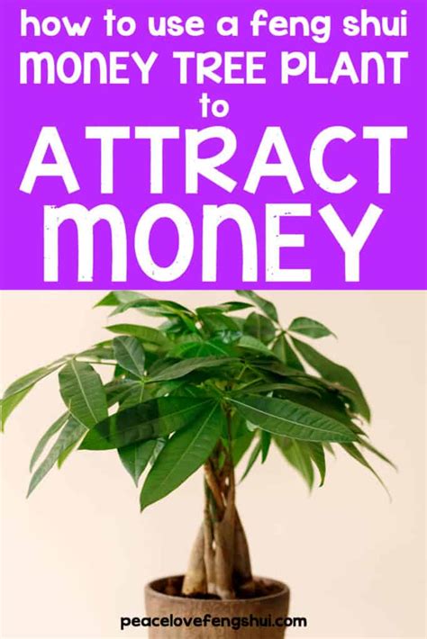 How to Use a Feng Shui Money Tree to Attract Wealth and Abundance!