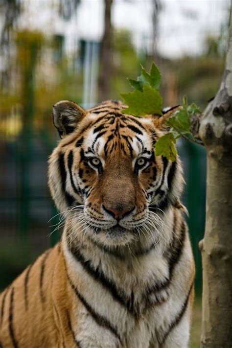 Close-Up Photo of Bengal Tiger · Free Stock Photo