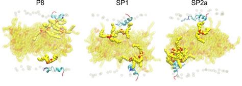 Molecular Dynamic Simulation Of Peptide Interaction With Tg Snapshots