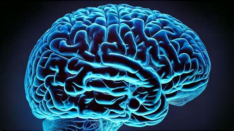 Día Mundial Del Cerebro ¿cuáles Son Sus Funciones Principales