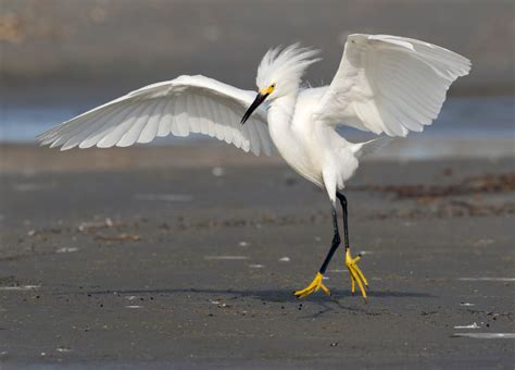 The Difference Between Egrets and Herons