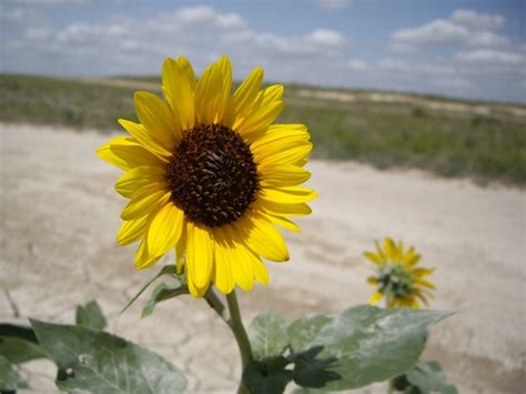 Sunflower The Kansas State Flower C K Hartman Flickr