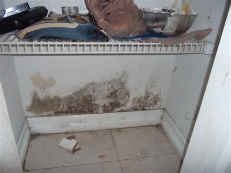 Mold Damage Claims Florida Public Insurance Adjusters