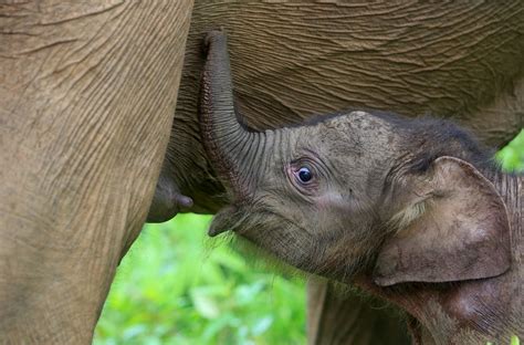 Foto Kelahiran Bayi Gajah Imut Penghuni Baru Cru Desa Alue Kuyun Di