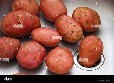 Washing Unpeeled Potatoes In The Kitchen Sink Stock Photo Alamy