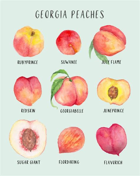 Types Of Peaches