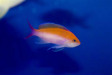 Bicolor Anthias – Gee Marine