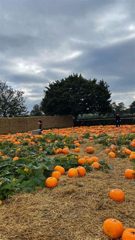 Pin By Ali Topal On H Zl Kaydedilenler Pumpkin Patch Outdoor Pumpkin