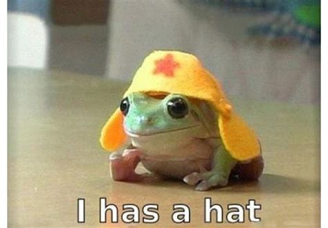 It's a frog. Wearing a tiny hat. | Cuteness :) | Pinterest