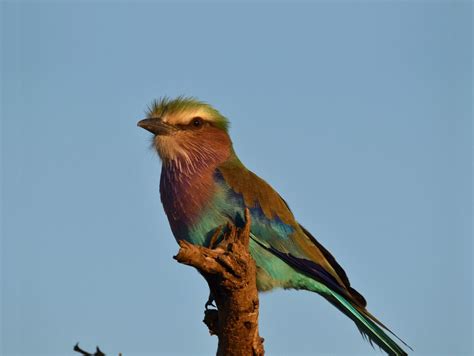 Birding South Africa Your Birding Journey Starts Here