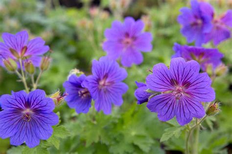 How To Grow Hardy Geraniums Cranesbill Bbc Gardeners World Magazine