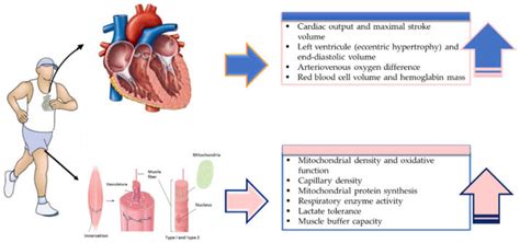 IJERPH Free Full Text Evidence Based Effects Of High Intensity