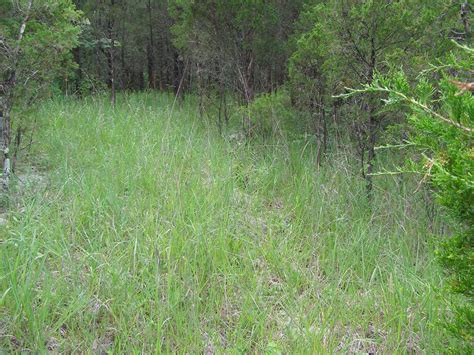 Blue Jay Barrens: Field Sparrow Nest