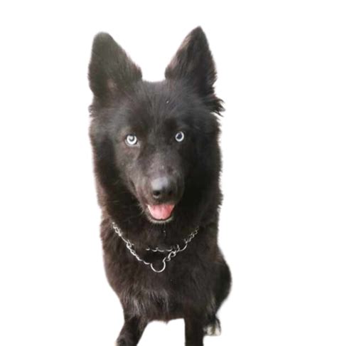 Black Husky German Shepherd Mix