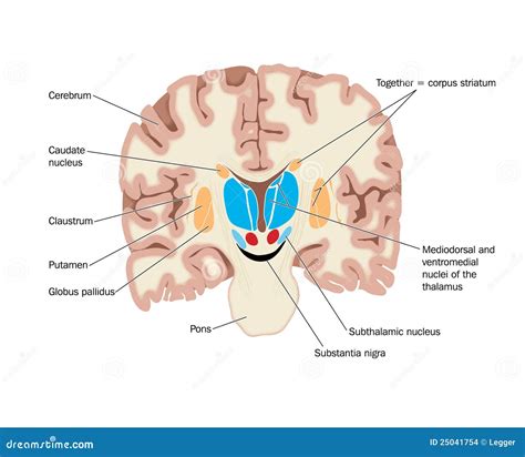 Sezione Trasversale Del Cervello Che Mostra I Nuclei Illustrazione