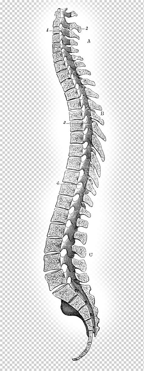 Dibujo De Columna Vertebral Para Colorear Dibujos Para Colorear