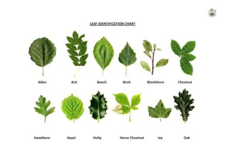 Oak Tree Leaf Identification - HomeImprovementAll