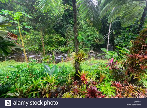 Tropical Garden With Colourful Bromeliads By A Freshwater Creek In Rainforest Bellenden Ker