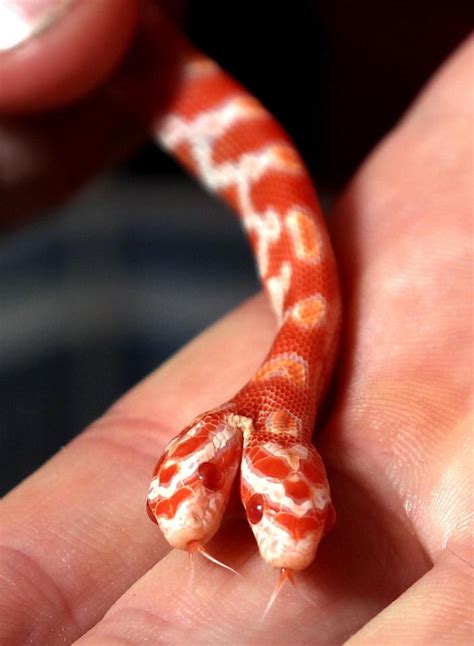 Pet Owner Shocked To Discover A Baby Corn Snake With Two Heads Baby