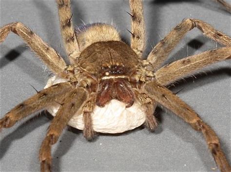 Huntsman Spider Wegg Sac Heteropoda Venatoria Bugguidenet