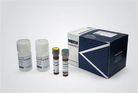 Ezway Annexin V Fitc Apoptosis Detection Kit Assay Kit 2 Labis Koma