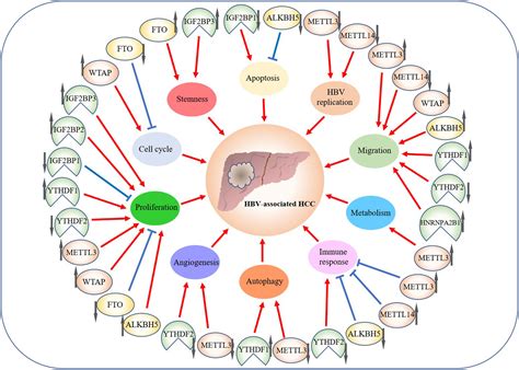 Role Of M6a Rna Methylation In The Development Of Hepatitis B Virus