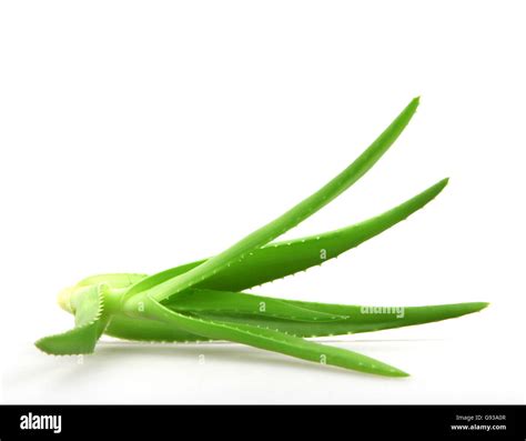 Aloe Vera Plant Isolated On White Stock Photo Alamy