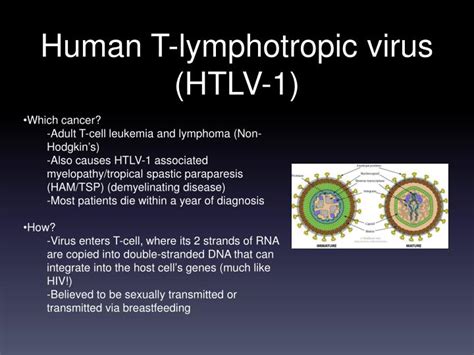 Ppt Oncoviruses Powerpoint Presentation Id3291264