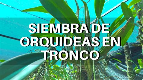 Siembra F Cil De Orquideas En Tronco Paso A Paso Youtube