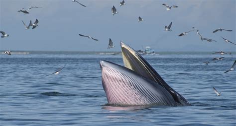 Whale Blowholes Dont Keep Out Seawater