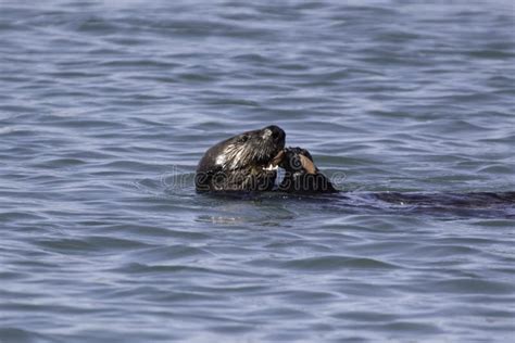 A sea otter eating a snack stock photo. Image of monterey - 255256202