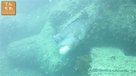 【水中動画】秋田県 男鹿半島 4月の海にはホッケの群れと悠々と泳ぐコブダイがいた【癒し】[bulgyhead Wrasse] [okhotsk Atka Mackerel] Youtube