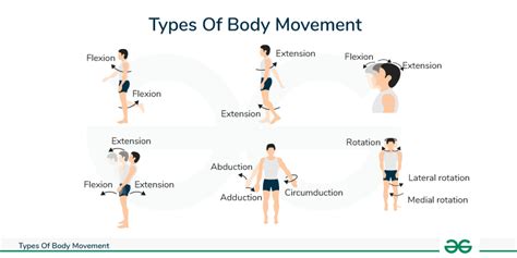 Body Movement Different Types Of Body Movements Geeksforgeeks