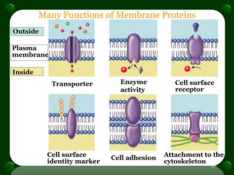 Sandwich Model Of Plasma Membrane 7
