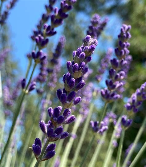 Lavandula Angustifolia Elizabeth Lavender Charsaw Farms