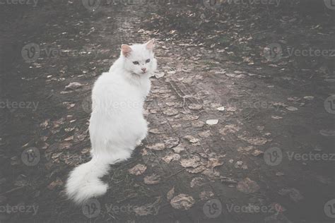 Fluffy White Cat Retro 11820803 Stock Photo at Vecteezy