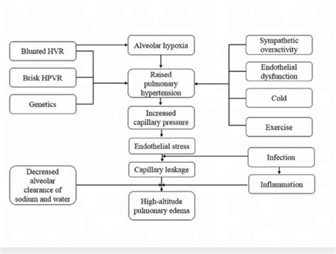 Proposed pathophysiology of high altitude pulmonary edema HVR: hypoxic ...