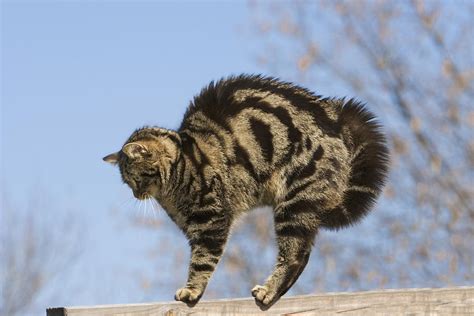 House Cat With Raised Hackles Germany Photograph By Konrad Wothe