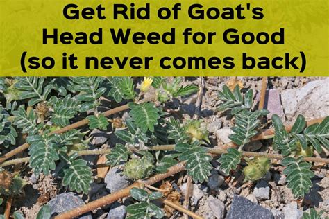 How to Get Rid of Goat's Head Weeds, Seeds, and Stickers - Dengarden - Home and Garden