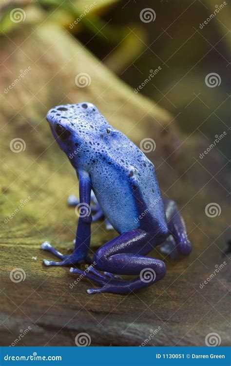 Blue Poison Arrow Frog Blue Poison Dart Frog Dendrobates Azu Stock