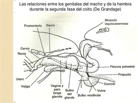 Aparato Reproductor De Los Gatos Actualizado Enero 2025