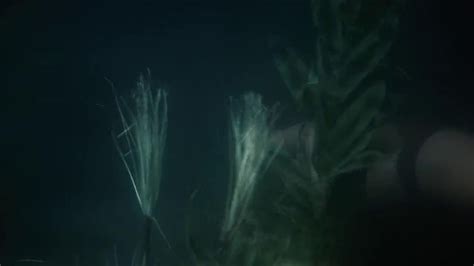 Piranha DD Nude Pics Page