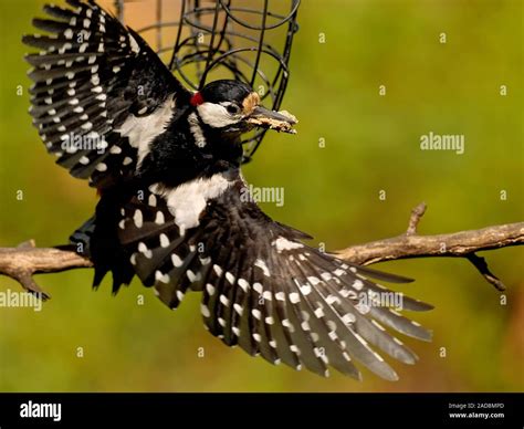 great spotted woodpecker Stock Photo - Alamy